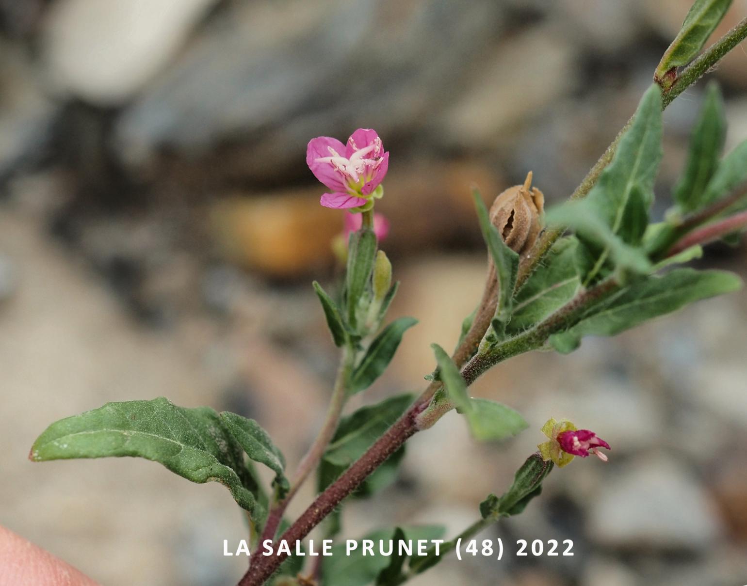 Evening Primrose, Rosy